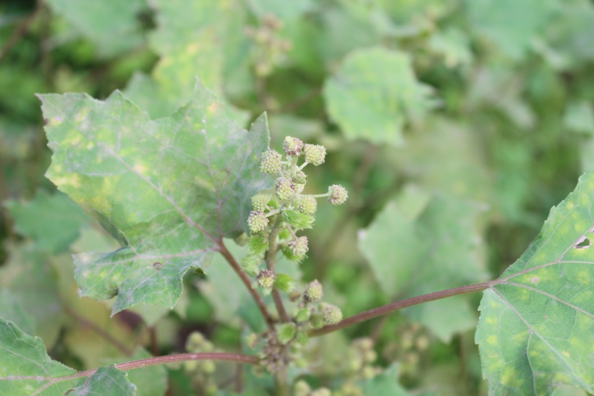 Xanthium strumarium L.